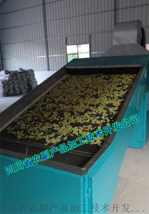 脱水生姜片生产线与烘乾机的技术开发